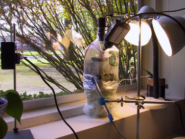 Photosynthesis-respiration lab setup. Screen capture image from Vernier Loggerpro.