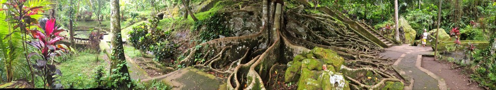 Tree roots, Ubud, Bali, Indonesia