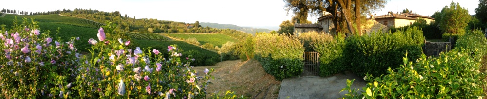 Tuscan vineyard near Fiesole, Italy.