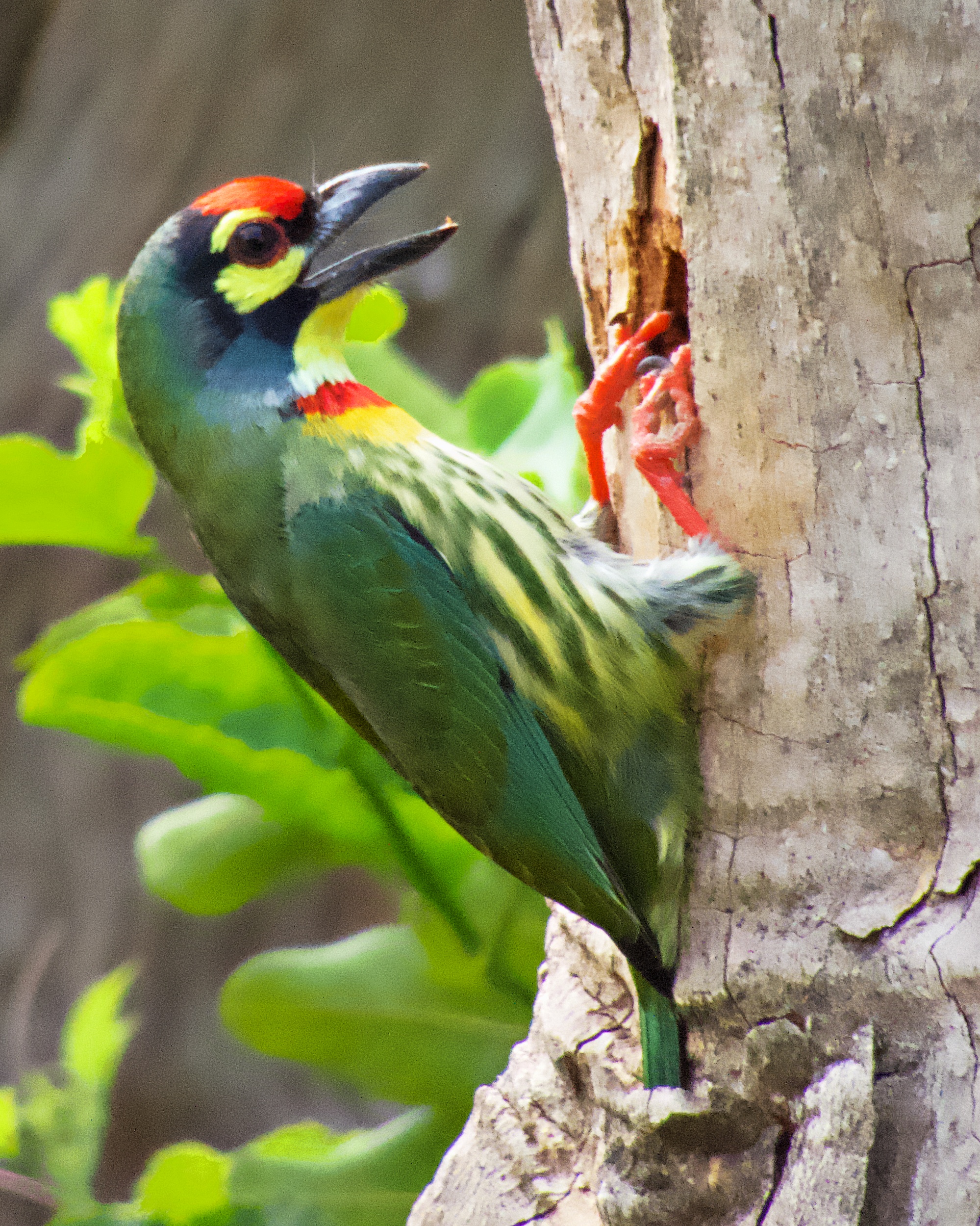 Coppersmith barbet - a green and yellow bird with a bright red head.