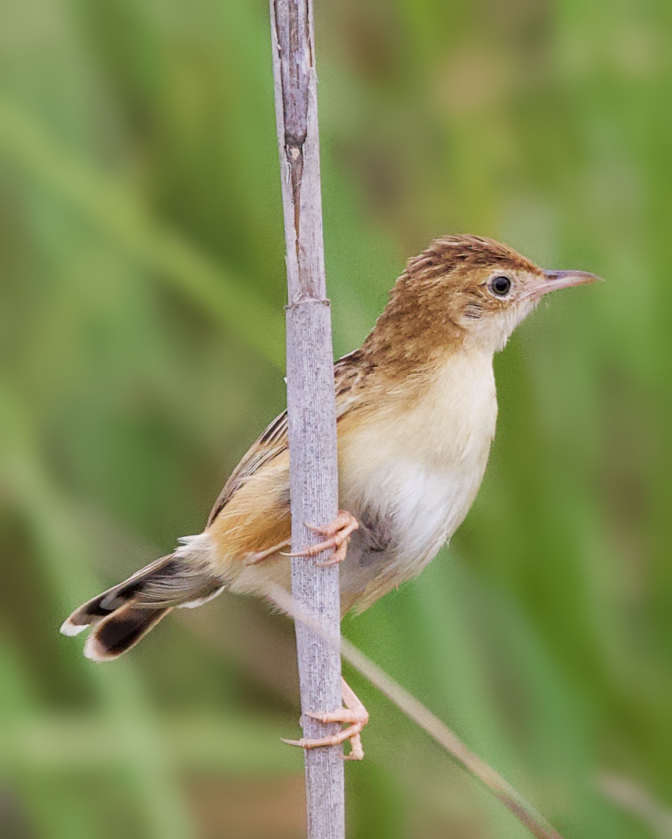 Small brown and buff-colored bird on a reed of grass.